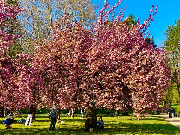 A sunny fun day in the gardens of Sceaux with blooming sakura trees