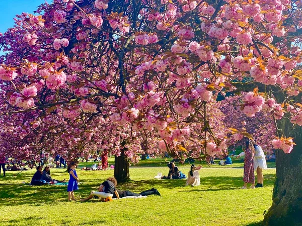 Prachtige Sakura Bloeiende Het Park Van Sceaux Frankrijk — Stockfoto