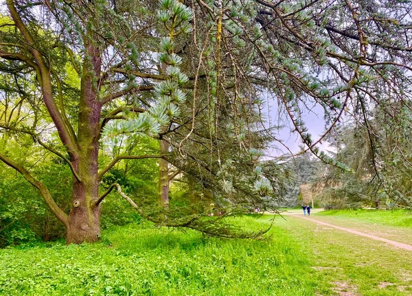 Bela Floresta Verde Parque Sceaux — Fotografia de Stock