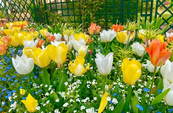 Ein Schöner Bunter Garten Mit Blumen Die Frühling Blühen — Stockfoto