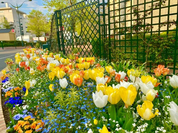Beau Jardin Coloré Avec Des Fleurs Qui Fleurissent Printemps — Photo