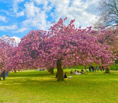 Sceaux parkında çiçek açan sakura ağaçları.
