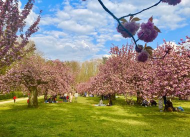 Sceaux parkında çiçek açan sakura ağaçları.