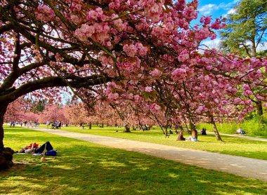 Sceaux parkında çiçek açan sakura ağaçları.