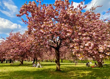 Sceaux parkında çiçek açan sakura ağaçları.