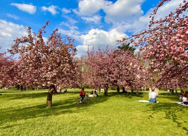 Sceaux parkında çiçek açan sakura ağaçları.