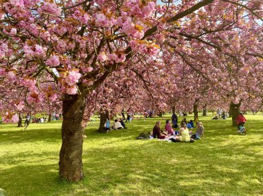 Sceaux parkında çiçek açan sakura ağaçları.