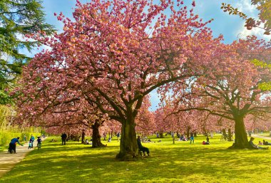 Sceaux parkında çiçek açan sakura ağaçları.