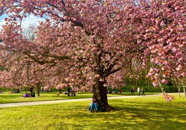 Sceaux parkında çiçek açan sakura ağaçları.