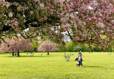 Sceaux parkında çiçek açan sakura ağaçları.