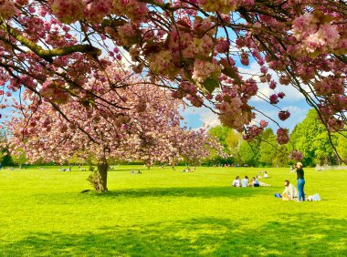 Sceaux parkında çiçek açan sakura ağaçları.