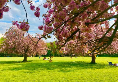 Sceaux parkında çiçek açan sakura ağaçları.