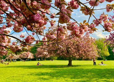 Sceaux parkında çiçek açan sakura ağaçları.