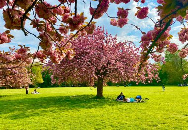 Sceaux parkında çiçek açan sakura ağaçları.