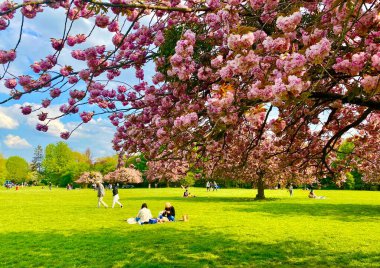 Sceaux parkında çiçek açan sakura ağaçları.