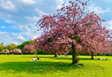 Sceaux parkında çiçek açan sakura ağaçları.