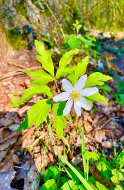 Bahçede güzel bahar çiçekleri açıyor.