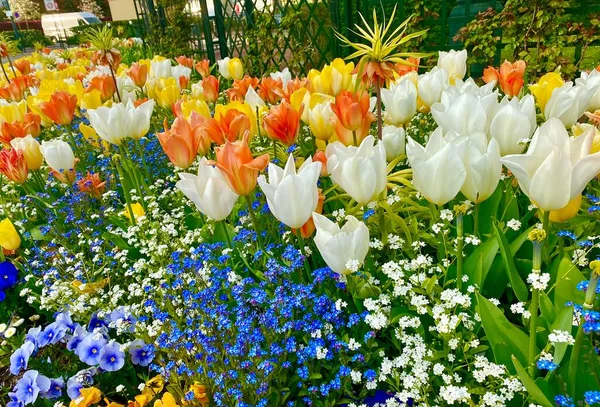 Ein Schöner Bunter Garten Mit Blumen Die Frühling Blühen — Stockfoto
