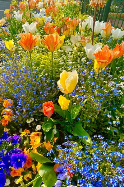 Piękny Kolorowy Ogród Kwiatami Kwitnącymi Wiosną — Zdjęcie stockowe
