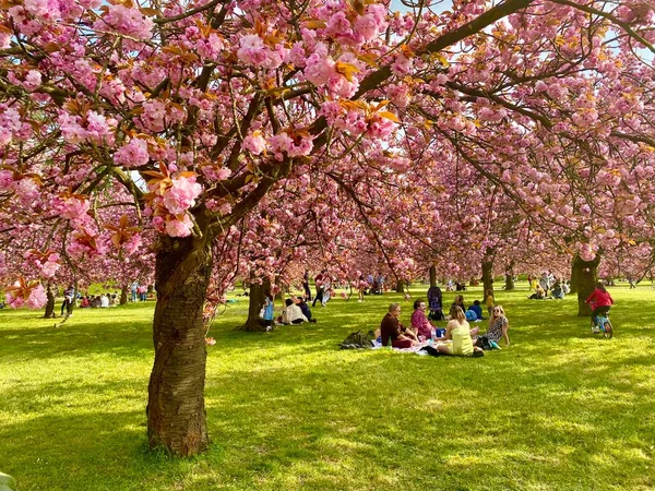 Sceaux parkında çiçek açan sakura ağaçları.