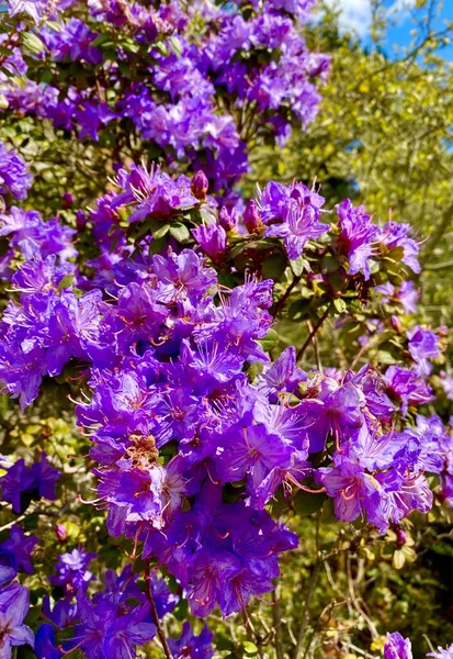 Beautiful Blooming Spring Flowers Garden — Stock Photo, Image