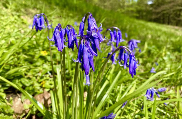 Цветение весенних цветов в саду