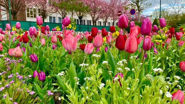 Schöne Blüte Der Frühlingsblumen Garten — Stockfoto