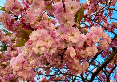 Baharda Paris 'te güzel kiraz çiçekleri