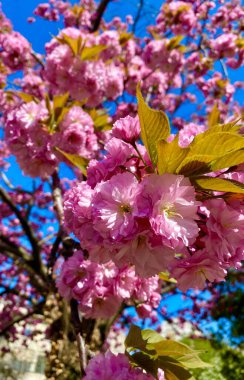 Baharda Paris 'te güzel kiraz çiçekleri