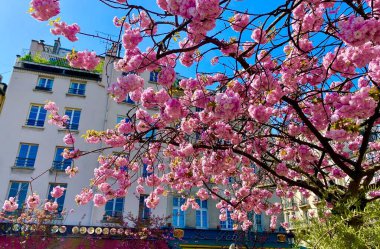 Paris 'te çiçek açan güzel çiçekler