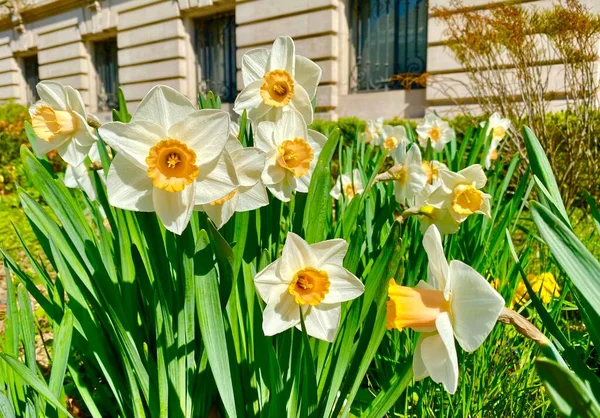 Schöne Blumen Blühen Paris — Stockfoto