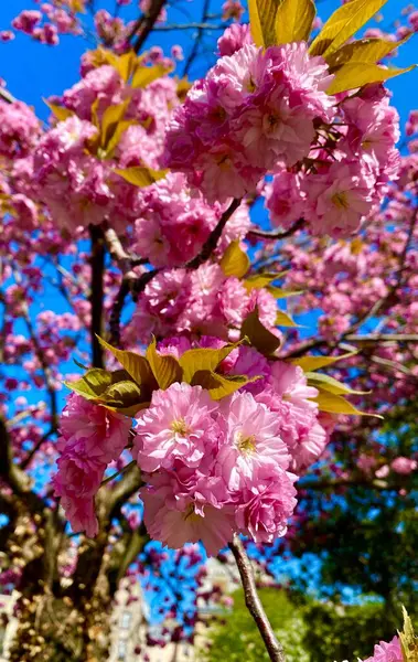 Vacker Körsbärsblomma Paris Våren — Stockfoto