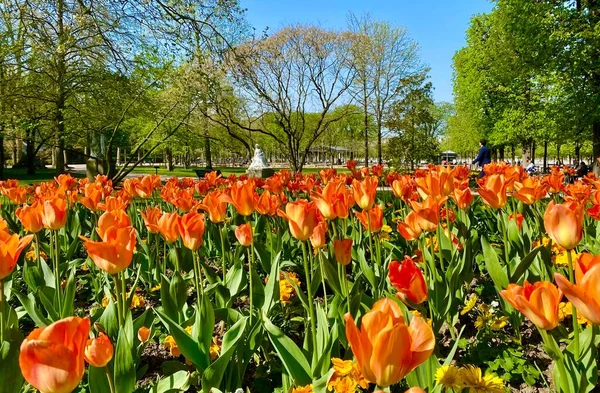 Belles Fleurs Colorées Jardin Luxembourg Paris — Photo