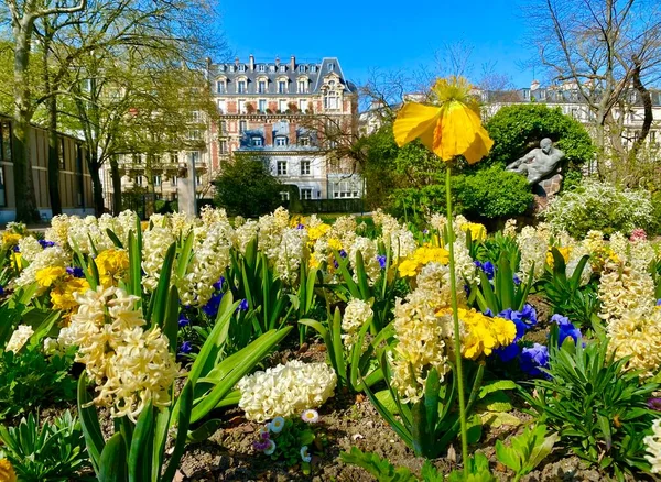 Красивые Красочные Цветы Люксембургском Саду Париже — стоковое фото