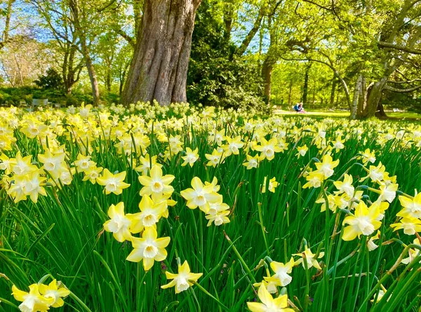 Schöne Gelbe Narzissenblüten Jardin Luxembourg Paris — Stockfoto