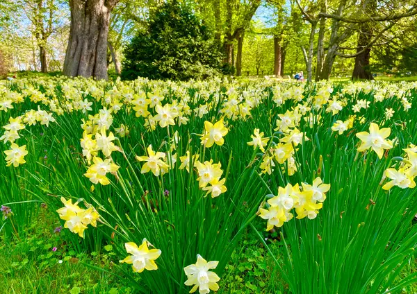 Schöne Gelbe Narzissenblüten Jardin Luxembourg Paris — Stockfoto