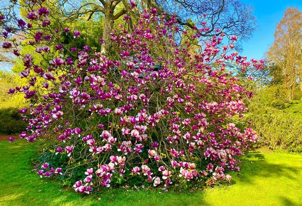 Piękne Kwiaty Magnolii Kwitnące Parku — Zdjęcie stockowe