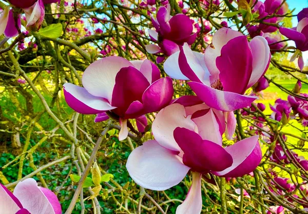 Piękne Kwiaty Magnolii Kwitnące Parku — Zdjęcie stockowe