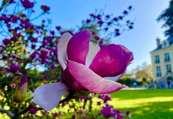 Парке Расцветают Красивые Цветы Магнолии — стоковое фото