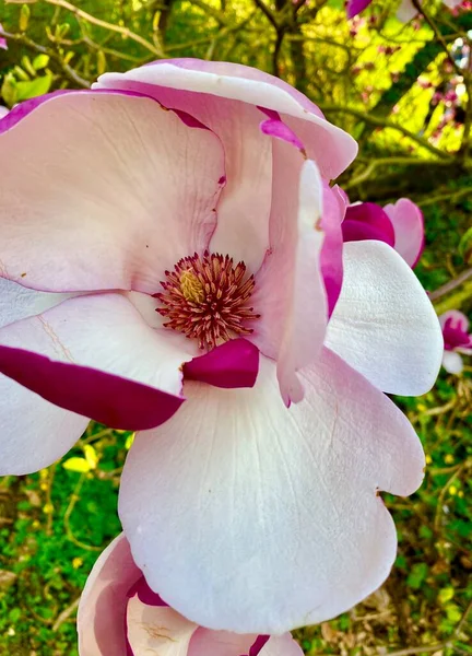 公園に咲く美しいマグノリアの花 — ストック写真