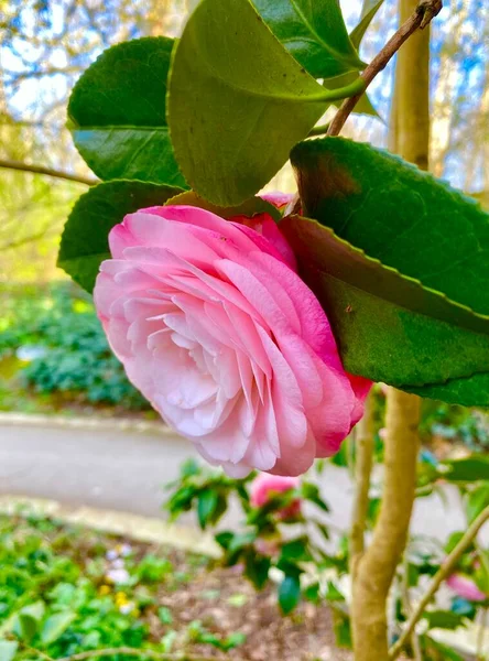 Elegant Pink Camellia Flower Closeup — Stock Photo, Image