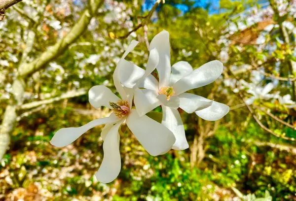 Красиві Білі Квіти Магнолії Парку — стокове фото