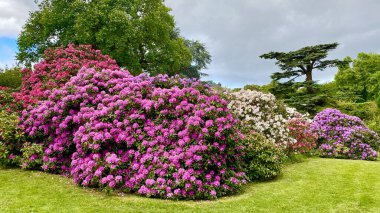 Bahçedeki güzel renkli çiçekler.