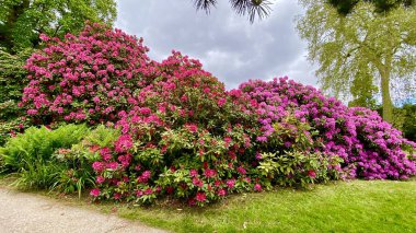 Bahçedeki güzel renkli çiçekler.