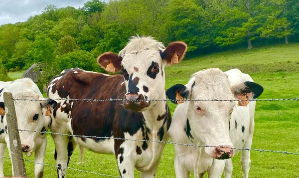 Groupe Vaches Curieuses Dans Ferme — Photo