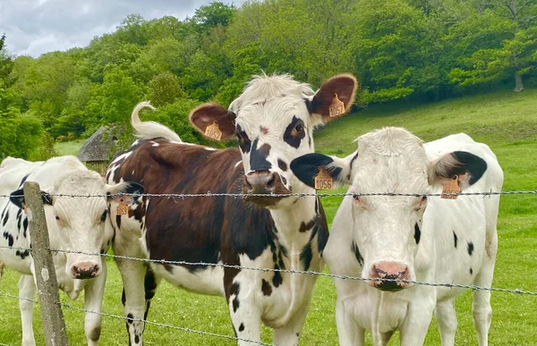 Grupo Curiosas Vacas Granja — Foto de Stock