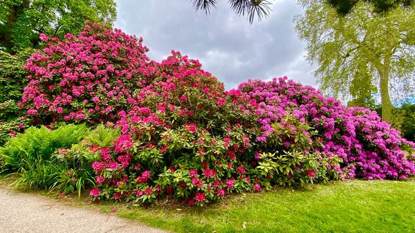 Bahçedeki güzel renkli çiçekler.