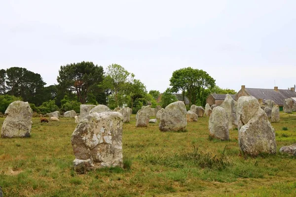 Visão Pré Histórica Das Pedras Carnac Região Bretanha França — Fotografia de Stock