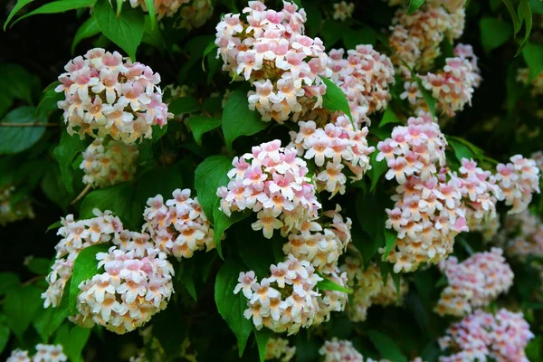 Jardim Rosas Jardin Des Plantes Paris — Fotografia de Stock