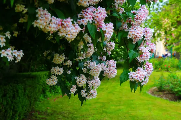 Růžová Zahrada Jardin Des Plantes Paříži — Stock fotografie